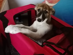 langhaar whippet yasha